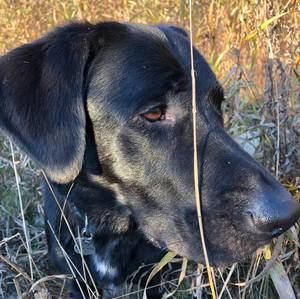 Meet your Posher, Timilie